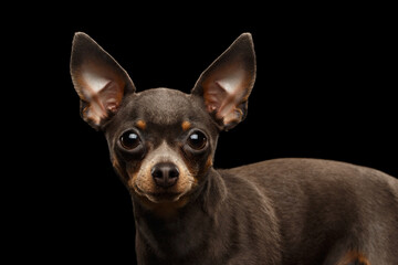 Close-up Portrait of Little Toy Terrier Dog Stare on isolated black background