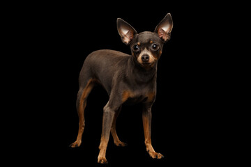 Little Dog Toy Terrier Standing on isolated black background, side view