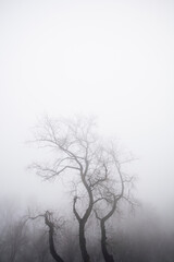 Trees in the foggy winter day