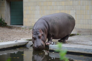Hippopotamus (Hippopotamus amphibius) in Frankfurt zoo