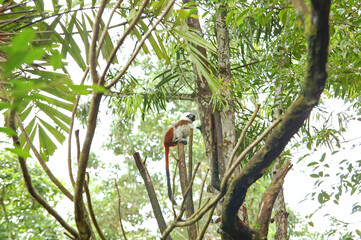 Singapore Zoo cotton top tamarin in Mandai, Singapore