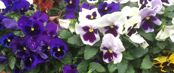 Colourful pansy flowers