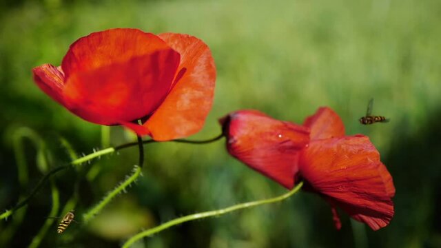 deux coquelicots et deux abeilles