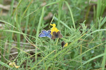 butterflies blue and gray