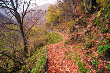 Autumn forest scenery with footpath of fall leaves