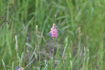 blue butterflies on pink flowers