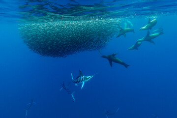 California sea lions feeding on a sardine bait ball, Pacific Ocean, Baja California, Mexico.