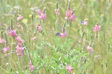 blue butterflies on pink flowers