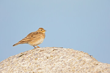  An adult skylark perched and singing on a big rock in front of a blue sky.