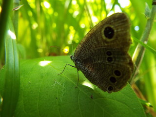 ヒメウラナミジャノメ butterfly