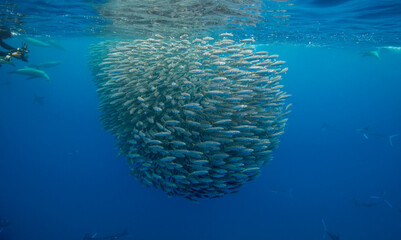 Naklejka na ściany i meble California sea lions feeding on a sardine bait ball, Pacific Ocean, Baja California, Mexico.