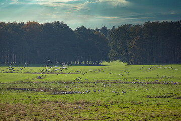 Fototapeta na wymiar Cranes On A Field In Germany