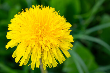 Yellow flowering dandelion. Macro shooting - close-up. Blurred background.