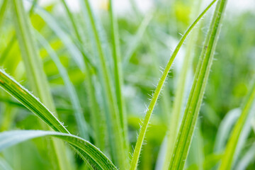 Background of young green grass. Macro shooting. Tender greens