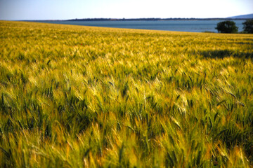 Wheat fields reflect the May sunlight in an intense shade of yellow. In the background, you can see the ponds of Villeneuve-lès-Maguelone (Hérault, France).