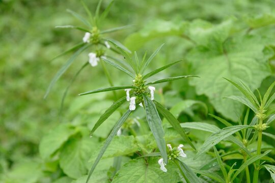 Tumpa poovu (Kerala Traditional onam festival flower),Leucas aspera plant, commonly known as Ceylon slitwort.
