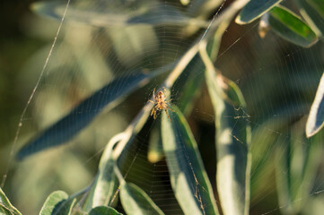 Spider sits on a web