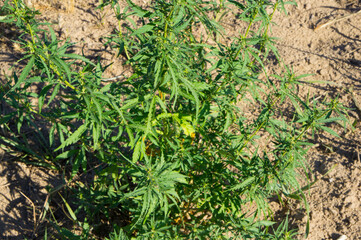 Wild hemp bush. Marijuana in the wild.