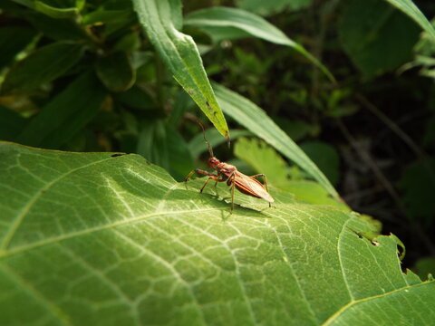 サシガメ assassin bug