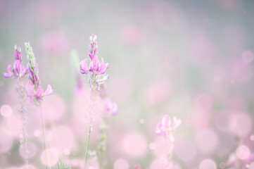 Gentle pink meadow flowers - natural floral background