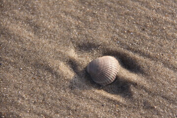 Fototapeta na wymiar A beige Shell on the sandy beach up close.