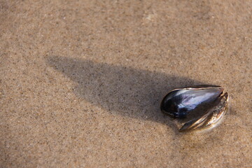 Fototapeta na wymiar An open shell of a mussel on the beach. 
