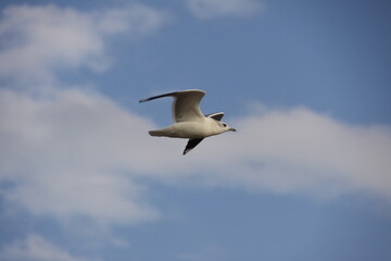 A flying seagull up close, against a blue cloudy sky.
