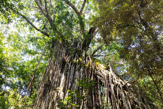 Yungaburra, Australia; March 2020: Curtain fig tree with aerial roots growing from top to ground. Filtered sun light through green leaves. Cairns Atherton Tablelands,Yungaburra, Australia