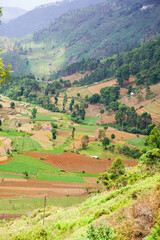 Terrace Cultivation in India