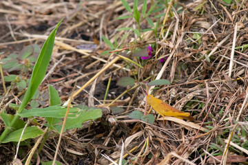 Australia; March 2020: Adult yellow giant grasshopper (Valanga irregularis) camouflaged with dry grass on the ground, hiding from humans. Visible face. Lennox head, New South Wales NSW, Australia