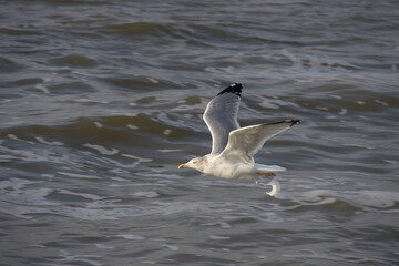 Fototapeta na wymiar A seagull flies low over the sea. Up close.