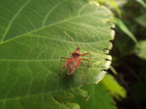 サシガメ assassin bug