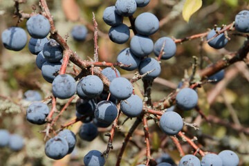 Blackthorn fruit, Blackthorn, Oepfershausen, Thueringen, Germany, Europe