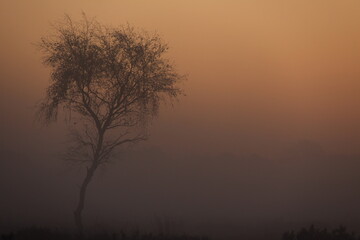 Sunrise behind a tree in very dense fog.