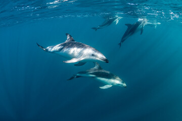 DUsky dolphins, Nuevo Gulf, Valdes Peninsula, Argentina.
