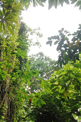 Fototapeta premium Green leaves at tall trees in Mantigue island