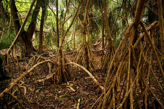 Brown tree fig roots exposed in Mantigue island