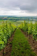 Fototapeta na wymiar vineyard in rheine valley region, germany