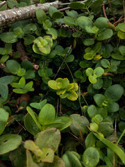 green leaves on the ground