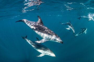 DUsky dolphins, Nuevo Gulf, Valdes Peninsula, Argentina.