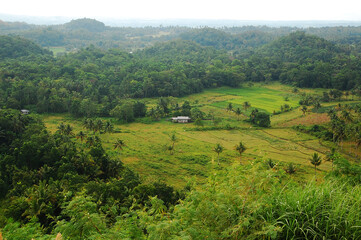 Chocolate hills landscape view with surrounding trees