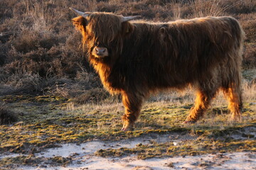 Scottish highlander seen from the side, looking straight into the camera.