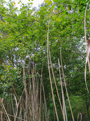trees and wooden sticks in the forest