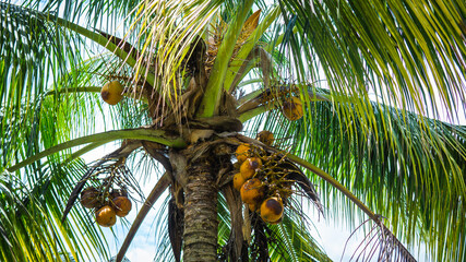 Fresh green yellowish coconut on the tree, coconut cluster on coconut palm tree with clear blue sky as background.