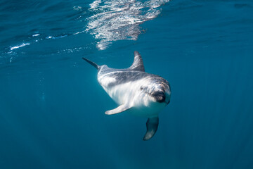 Fototapeta premium DUsky dolphins, Nuevo Gulf, Valdes Peninsula, Argentina.