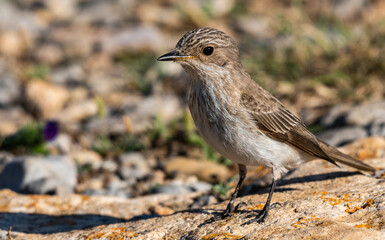 Small Bird (Lark)