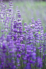 Provence - lavender field