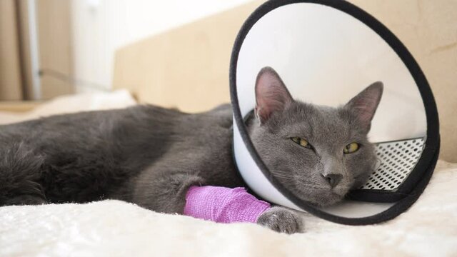 cat in the veterinary collar falls asleep on the bed close-up.