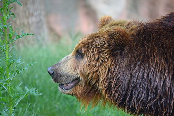 Head Close Up Portrait of Female Brown Bear
