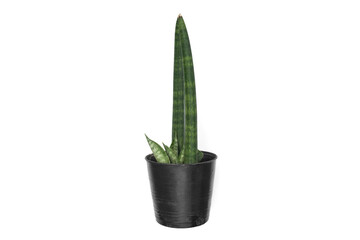 Sansevieria stuckyi isolated on white background , hipster tree air purifier.